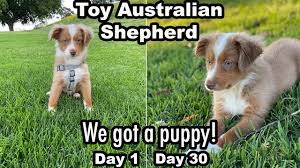 She is active but has such a very sweet disposition and passes that loving disposition and those piercing blue eyes to her puppies. 1 Month With A Toy Mini Australian Shepherd Puppy Vlog Youtube