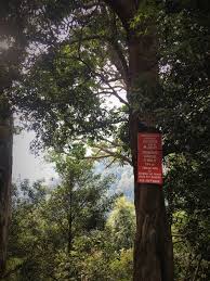 The densely forested island is sparsely inhabited, and is surrounded by numerous coral reefs, making it a popular scuba diving spot. Catchingtravels Gunung Datuk Night Hike Sleeping Under A Million Stars
