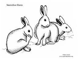 Submitted 5 months ago by playemotionalparkour. Snowshoe Hares Coloring Page