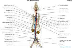 Hayvan Anatomi Atlasi Kardiyovaskuler Sistem Arter Damar Gogus Aorta Kaudal Vena Kava Dog Anatomy Celiac Artery Abdominal Aorta