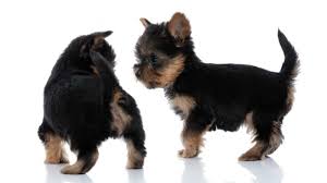 Find teacup yorkie puppies near me. Why Do You Dock Yorkies Tails The Who What Why When Where And How Thegoodypet