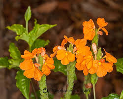Image result for Barleria superata