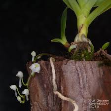 Image result for Rhipidoglossum burttii