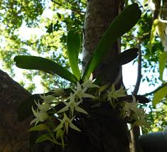 Image result for Cyrtorchis glaucifolia