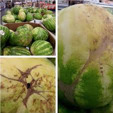 Farmer S Tips How To Pick The Sweetest Juiciest Watermelon Sweet Watermelon Watermelon Fruit Picking