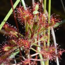Image result for Drosera madagascariensis