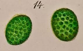 We did not find results for: A Brief History Of How Microscopic Studies Led To The Elucidation Of The 3d Architecture And Macromolecular Organization Of Higher Plant Thylakoids Springerlink