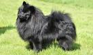 German Spitz - Wikipedia