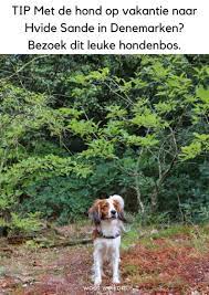 Pin Op Woef Welkom Eropuit Met Hond