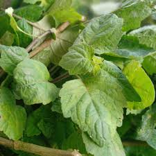 Maybe you would like to learn more about one of these? Daun Nilam Segar Fresh Patchouli Leaves Murah 1kg Lazada Indonesia