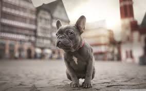 The great collection of french bulldogs wallpapers for desktop, laptop and mobiles. French Bulldog Wallpapers Top Free French Bulldog Backgrounds Wallpaperaccess