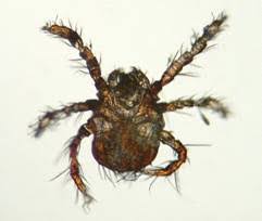 Image result for Trombicula autumnalis bites