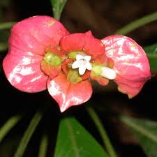 Image result for Tephrosia elata