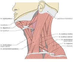 Escalenos Origen Insercion Accion E Inervacion Rigidez En El Cuello Dolor De Cuello Musculos Del Cuello