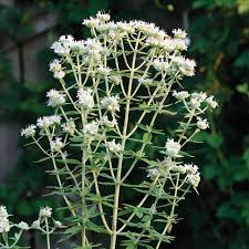 Image result for Anthospermum whyteanum × welwitschii