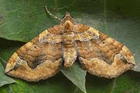 Image result for Pelurga comitata