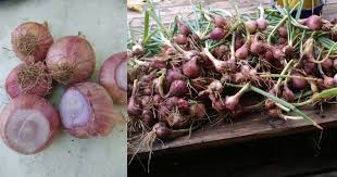 Pemupukan selanjutnya dilakukan pada usia 5 minggu setelah tanam. Menjadi Jadi Tanam Bawang Musim Panas Lit Lit Ikut Cara Wanita Ini Impiana