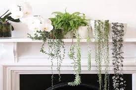 Indoor Plant Ideas The 20 Best Houseplants For Your Home Decor Aid Plants Hanging Plants Indoor Plants