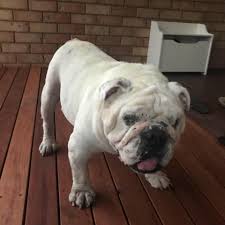 Free delivery and returns on ebay plus items for plus members. Rip Sid The Western Bulldogs Beloved Mascot The Afl S One True Good Boy