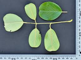 Image result for Pterocarpus lucens