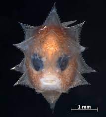 So from a beaded tiny child to a large 1000kg fish, that is positive intriguing. Ocean Sunfishes The Eeyore Of The Sea Deep Sea News Beautiful Sea Creatures Sea Fish Sea Animals