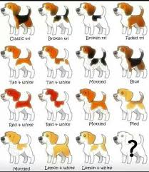 Beagles Beagle Colors Baby Beagle Beagle Puppy