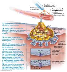 Neuromuscular Junction Neuromuscular Junction Physiology Medical Anatomy