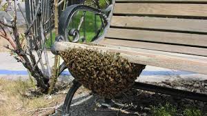 A swarm of bees sometimes frightens people, though the bees are usually not aggressive at this stage of their life cycle. Here S Why You Shouldn T Panic When You See A Cluster Of Bees In Baltimore And What You Should Do Instead Baltimore Sun