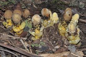 Image result for Balanophoraceae