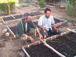 Check spelling or type a new query. How To Keep Cats Out Of Your Raised Bed And Growing Food In The Desert Youtube