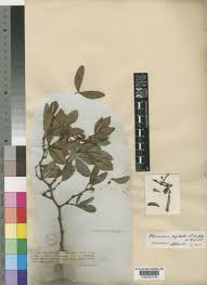 Image result for Rhoicissus digitata