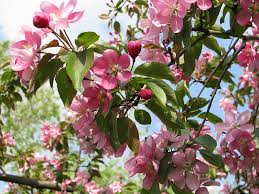 Il primo piano dell'albero dentellare sboccia con gli alberi ed il cielo blu verdi nei precedenti. Albero Fiori Rosa Sakura Estate Colorato Le Foglie Avvicinamento Foglie Verdi Pikist
