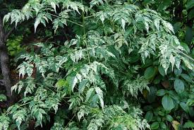 Image result for Melia azedarach