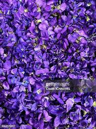 7,963 Violets Are Blue Stock Photos, High-Res Pictures, and Images - Getty  Images