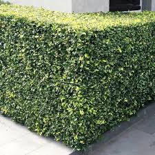 Image result for Maerua paniculata