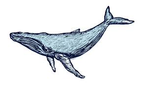 Find images of humpback whale. Humpback Whale Pillow 18 X 18 Matt Hatfield Art