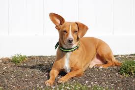 Check spelling or type a new query. Chiweenie Chihuahua Dachshund Mix Guide Info Pictures Care More Pet Keen