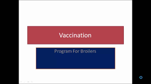 Broiler Vaccination Schedule Youtube