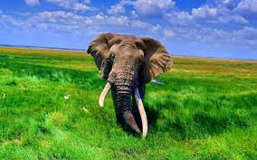 خلفيات elephants فيل فيلة حيوانات عالية الوضوح 71 african animals elephant pictures african elephant