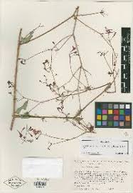 Image result for Commicarpus pedunculosus