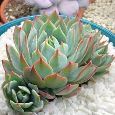 The shell of bulbs is made of aeronautical aluminum, which is one of the best thermal conductive materials. Best Grow Lights Reviewed By Succulent Lovers Succulent City