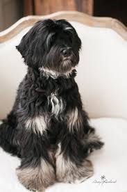 781 likes · 5 talking about this · 1 was here. Available Puppies Australian Labradoodle Puppies Oregon
