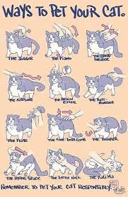 Ways To Pet Your Cat Cute Cats Cat Care Pets