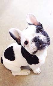 If your dog starts licking, chewing, or scratching the area of their body, then that may be hot spots. Pin By Gladis Zenarolla On Photography Pets Cute Animals Puppies Pets