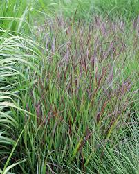 Image result for Panicum sadinii