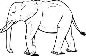 Gambar sketsa gajah nampak depan. Sketsa Gambar Hewan Gajah Terbaru Gambarcoloring