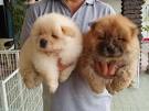 How Much Does a Chow Chow Cost? (2020) | Spend On Pet