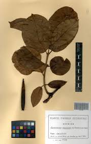 Image result for Epistemma