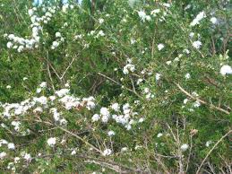 Image result for Annickia ambigua