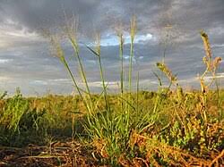 Image result for Eragrostis mildbraedii